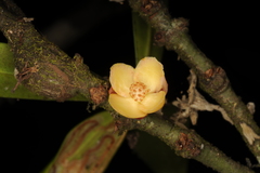 Garcinia wightii